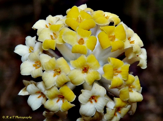 {Edgeworthia papyrifera}